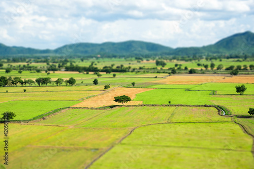 Top view of green rice fields and blue sky in Thailand