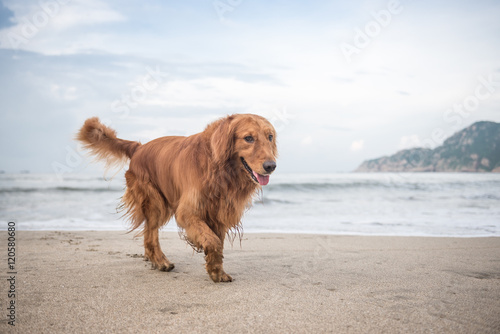 The golden retriever playing on the beach