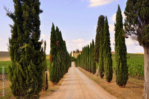 Malerisches Chianti - Zypressenallee photo