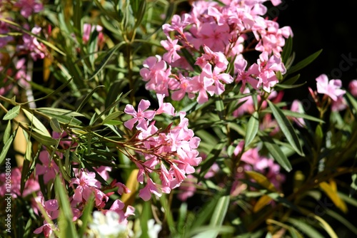 Φωτογραφία Arbre en fleur