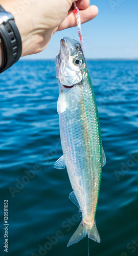 Angler holding fresh caught herring