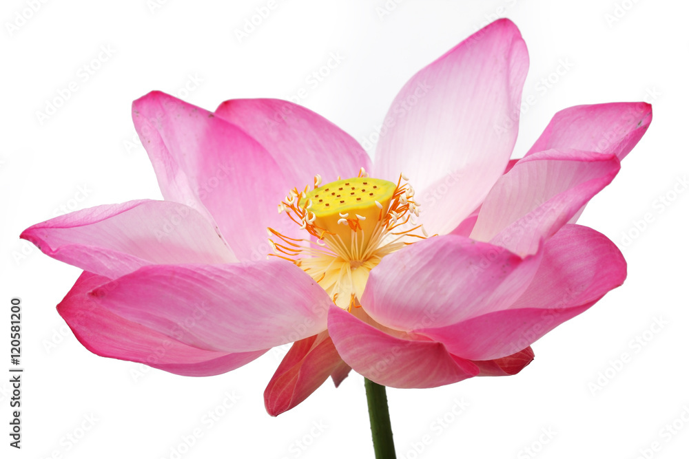 Obraz premium lotus flower isolated on white background.