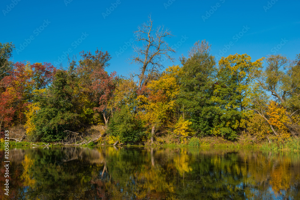 autumn trees and the river