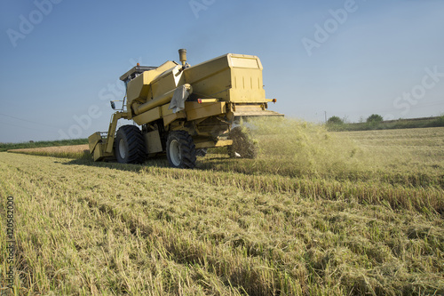 Harvesting and threshing rice in Italy photo
