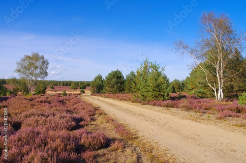Heidelandschaft im Spätsommer mit Wanderweg - Heath landscape with flowering Heather and path