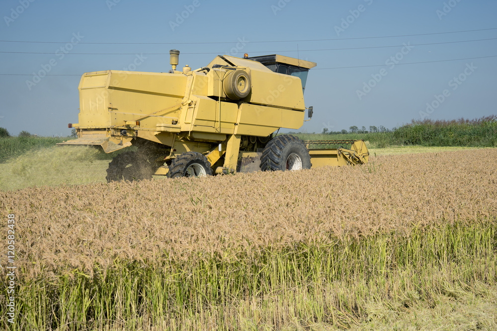 Fototapeta premium Harvesting and threshing rice in Italy