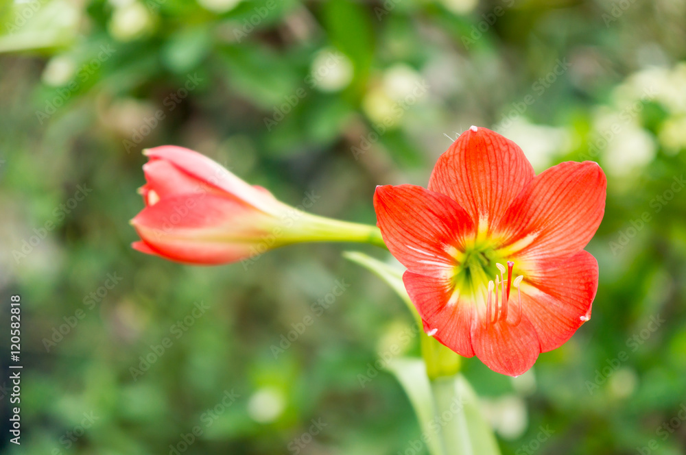 Fototapeta premium Pomarańczowe kwiaty Hippeastrum lub Amaryllis w naturze tło ogrodu domowego, Amaryllidaceae, kwiaty kwiatowe Amaryllis lub Hippeastrum ze świeżym nastrojem tła
