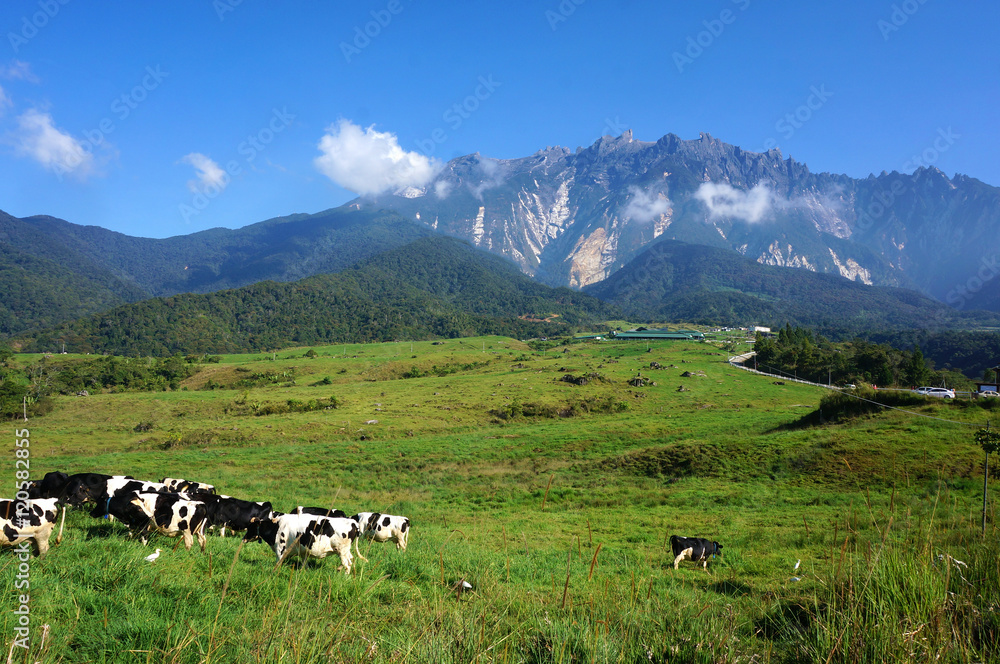 desa cattle dairy farm kundasang