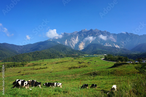 View cattles at Desa Dairy Farm, Kundasang Sabah during beautifu