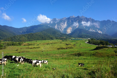 View of cows at Desa Dairy Farm, Kundasang Sabah during beautifu