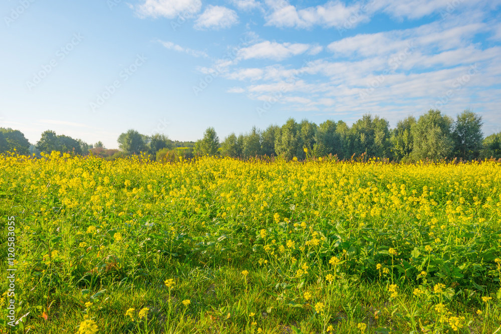 Field with yellow wild flowers in summer - obrazy, fototapety, plakaty 