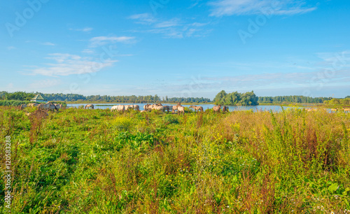 Horses along the shore of a lake in summer