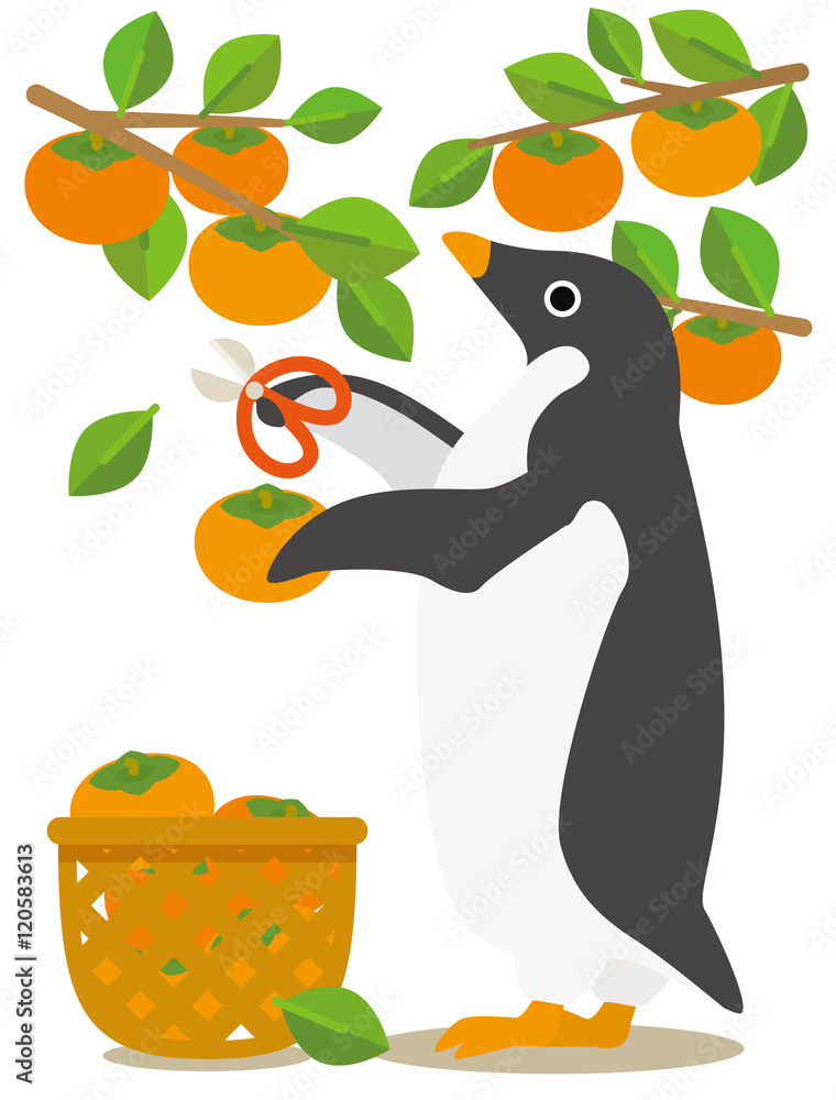 Naklejka premium アデリーペンギンな日々 秋から冬へ柿の収穫