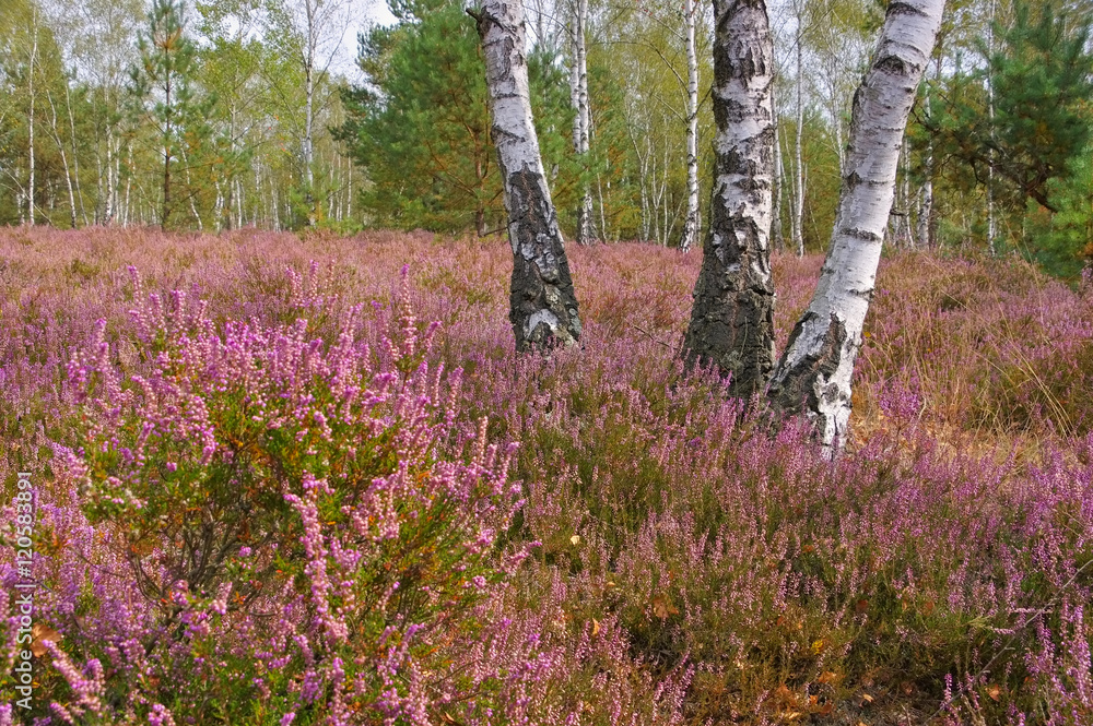 Naklejka premium Heath krajobraz późnym latem - Heath krajobraz z kwitnącym wrzosem