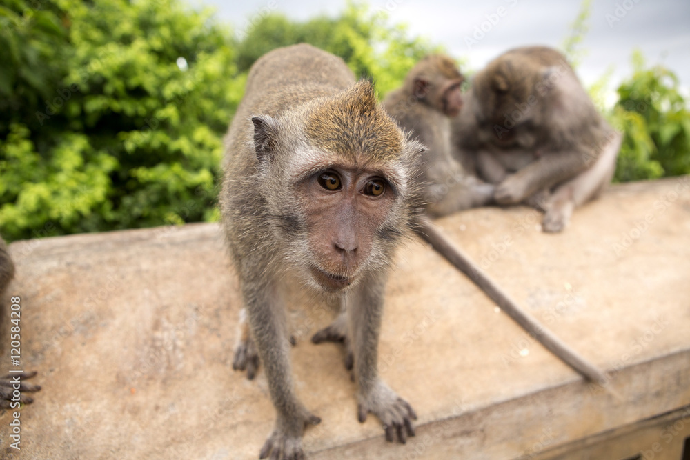 Fototapeta premium Long-tailed macaque, the temple of Uluwatu, Bali. Indonesia