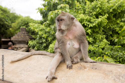 Long-tailed macaque, the temple of Uluwatu, Bali. Indonesia photo