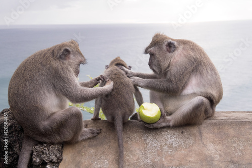 Long-tailed macaque, the temple of Uluwatu, Bali. Indonesia © vladislav333222