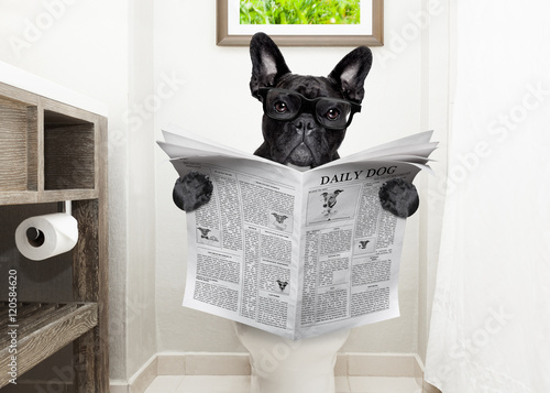 dog on toilet seat reading newspaper © Javier brosch