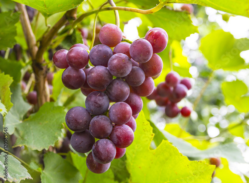 Pink will sing grapes on the vine