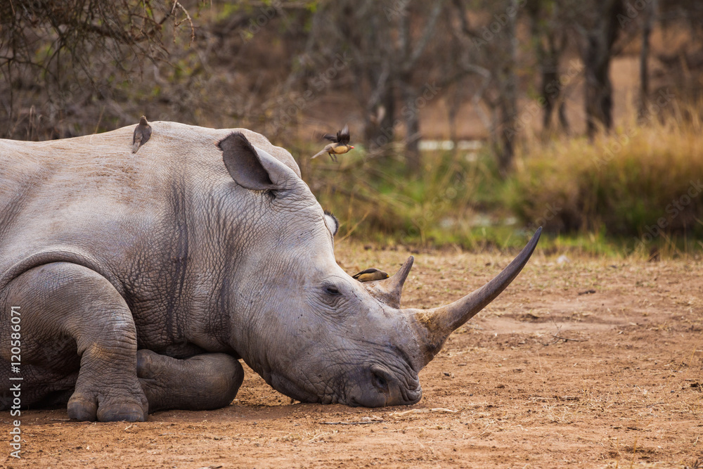 Fototapeta premium Sleeping rhino 