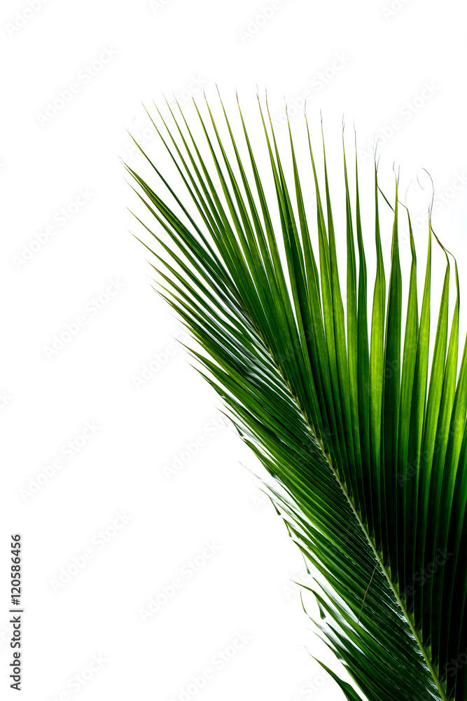 Obraz premium Green coconut leaf isolated on white background