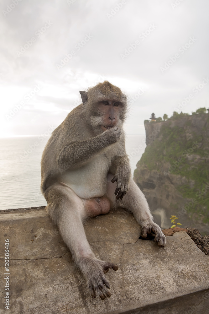 Long-tailed macaque, the temple of Uluwatu, Bali. Indonesia Long-tailed macaque, the temple of Uluwatu, Bali. Indonesia