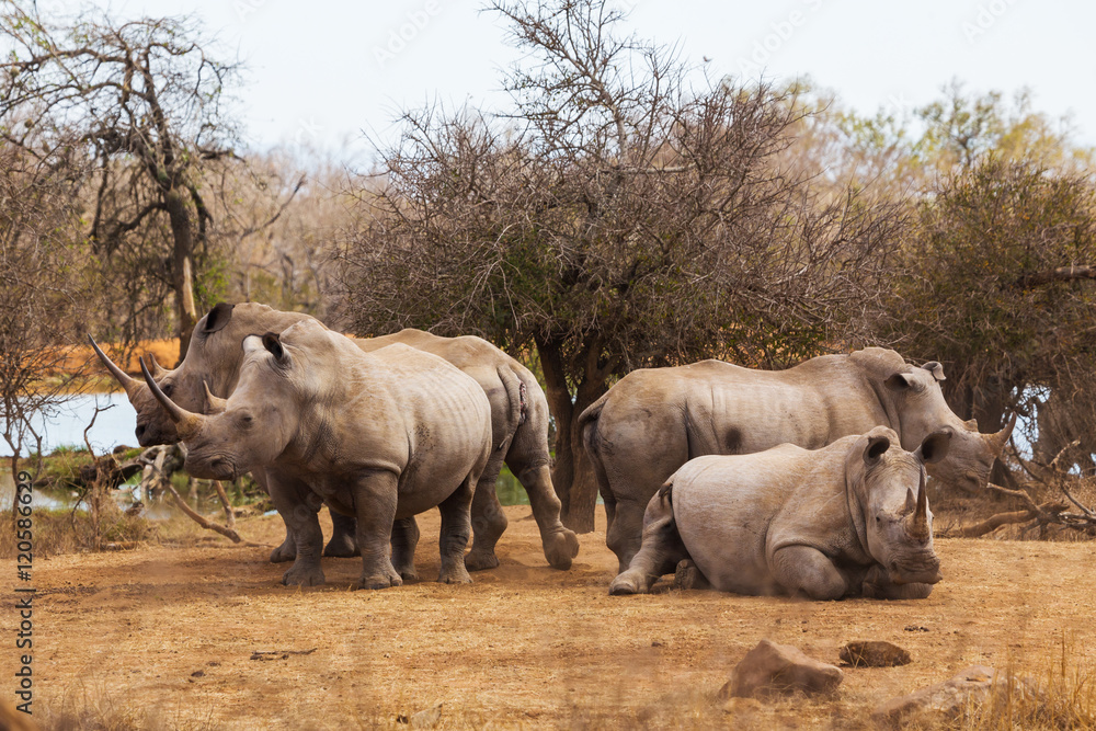 Naklejka premium Family of African rhinos 