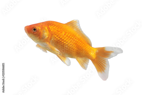 Symbol of wealth goldfish on a white background. Isolated. 