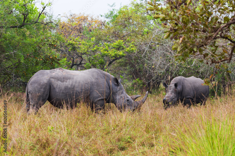 Fototapeta premium Family of African rhinos 