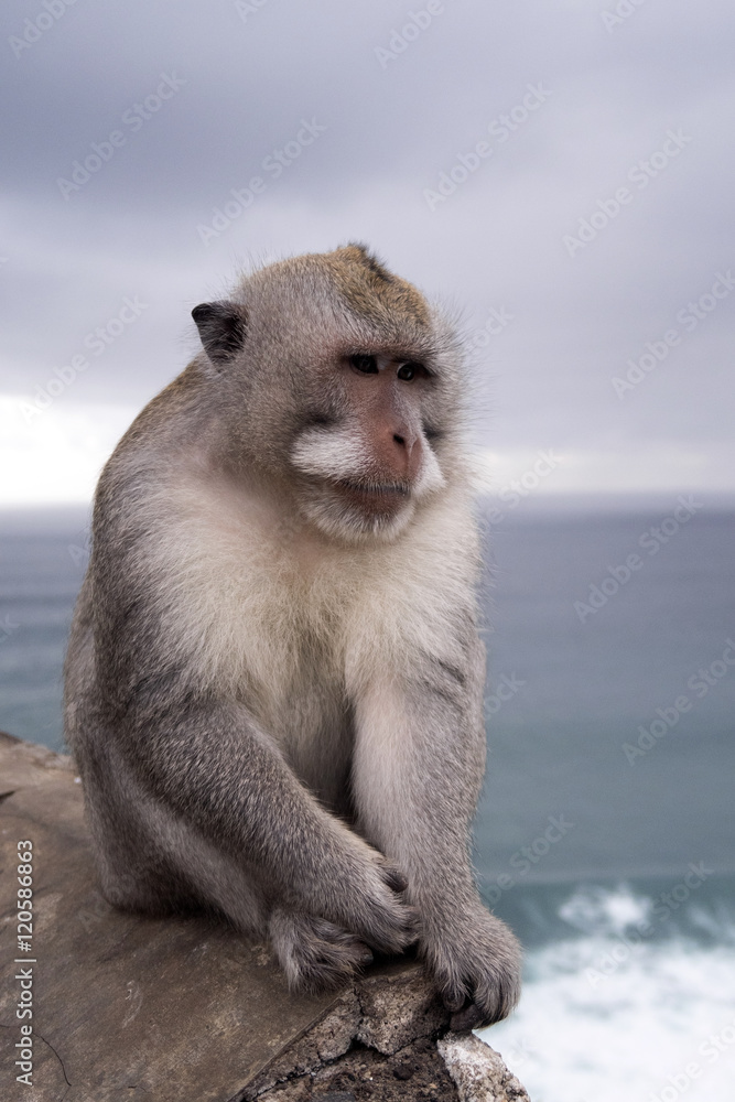 Naklejka premium Long-tailed macaque, the temple of Uluwatu, Bali. Indonesia