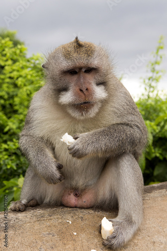 Long-tailed macaque, the temple of Uluwatu, Bali. Indonesia
