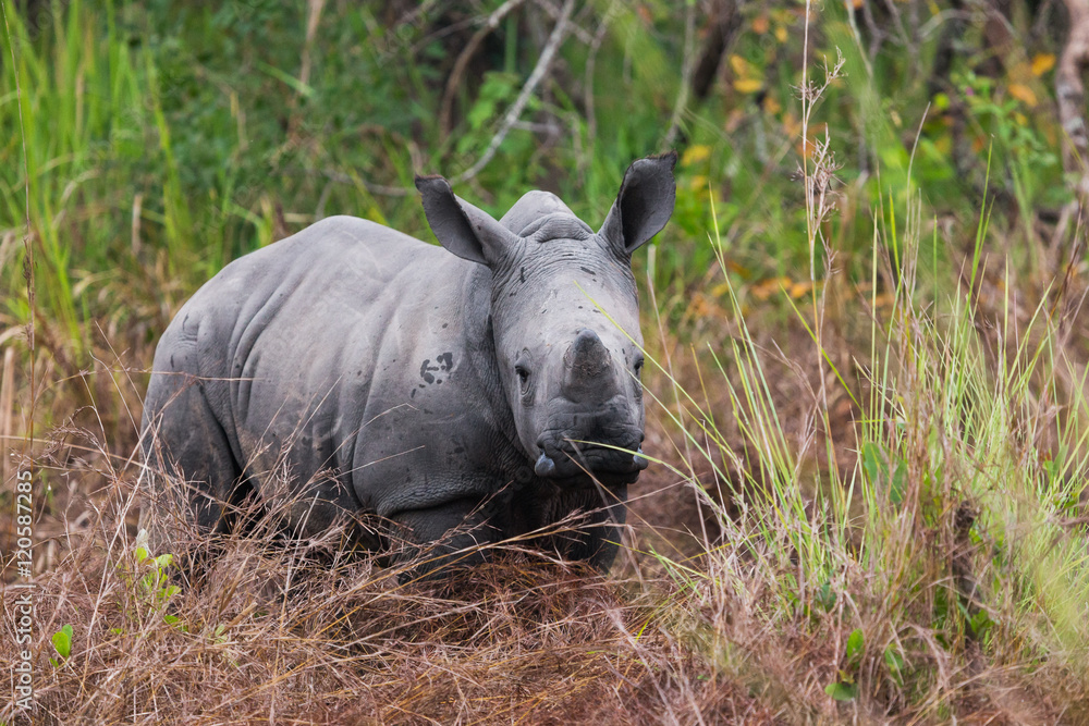 A baby rhino
A baby rhino