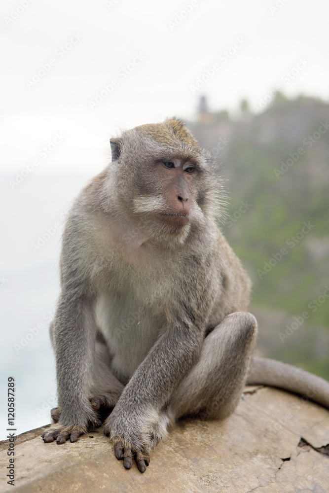 Long-tailed macaque, the temple of Uluwatu, Bali. Indonesia