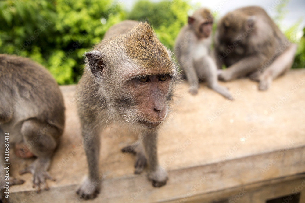 Naklejka premium inquisitive Long-tailed macaque, the temple of Uluwatu, Bali. Indonesia