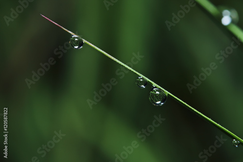 Dew drops on green grass leaves