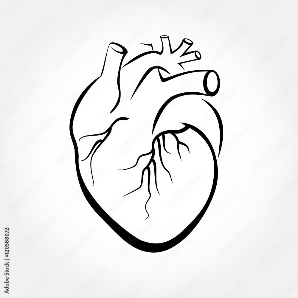 Purchase Illustration Of The Human Heart Poster Online | DearSam.eu-saigonsouth.com.vn