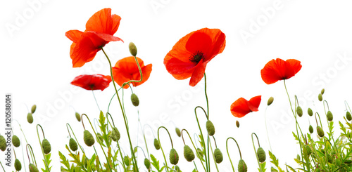 Fototapeta Naklejka Na Ścianę i Meble -  Poppy flowers isolated on white background