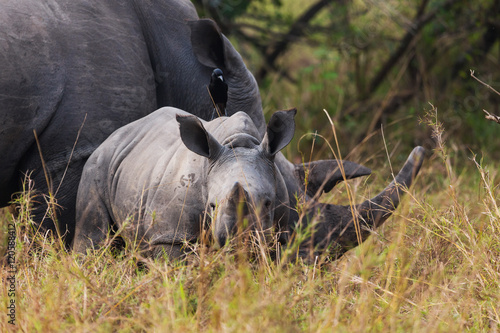 Rhino calf with mum
