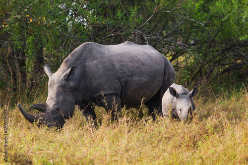 Rhino calf with mum  