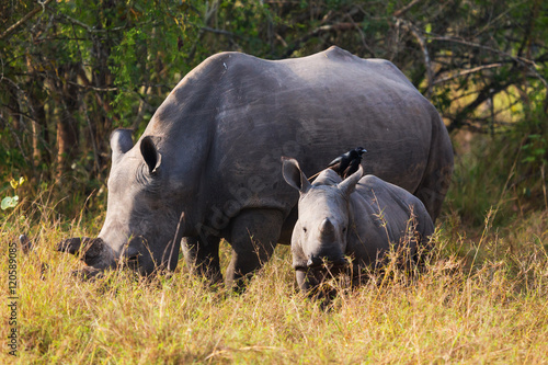 Rhino calf with mum   © SB