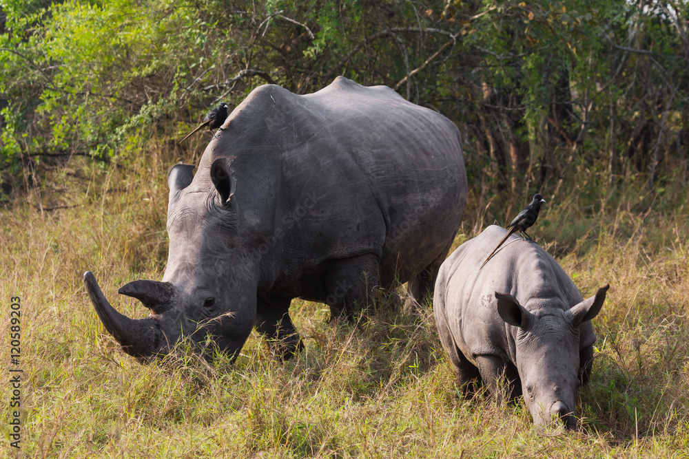 Obraz premium Rhino calf with mum 