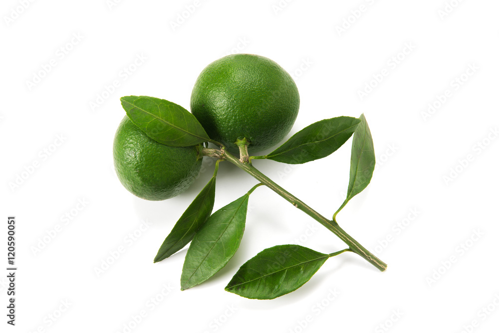 custom made wallpaper toronto digitalみかん
