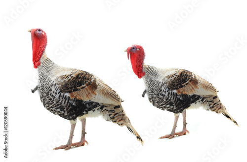 two  turkey