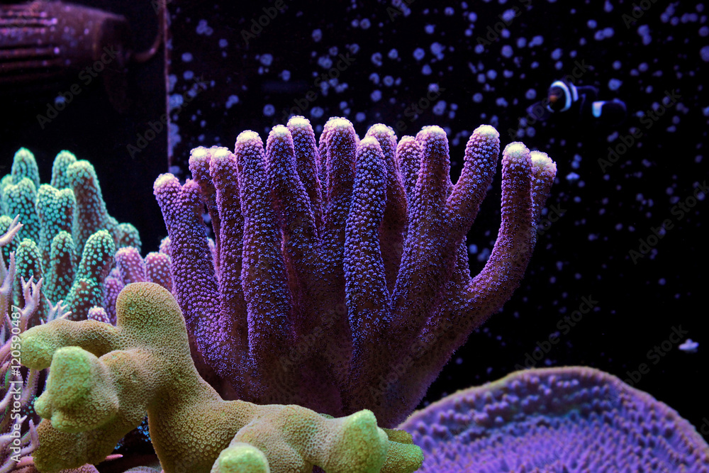 Fototapeta premium Stylophora Coral SPS coral