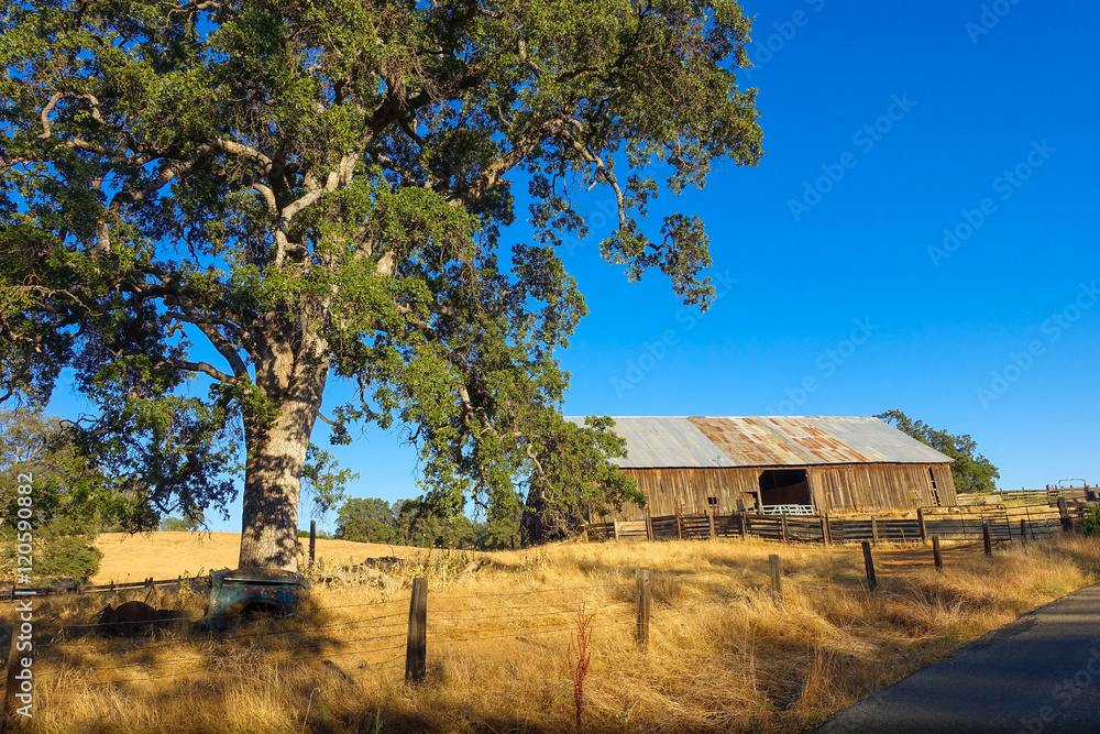 Barn and Oak Tree in the California Countryside Barn and Oak Tree in the California Countryside