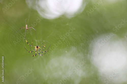 Two Small Spiders
