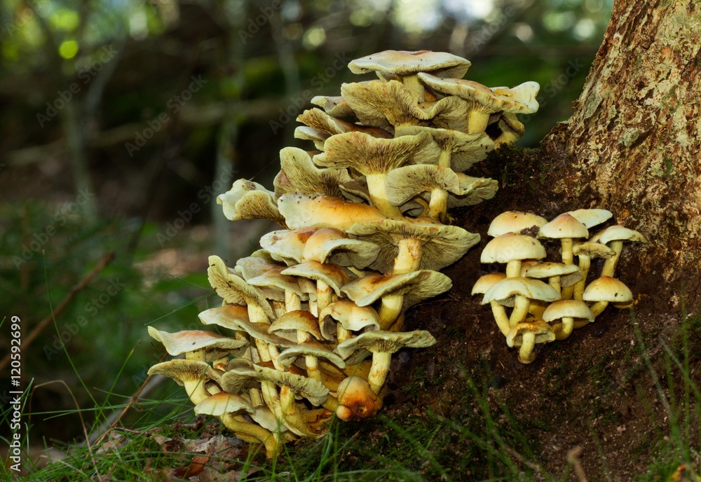 Sulphur Tuft, a poisonous mushroom, growing on a dead Oak tree Sulphur Tuft, a poisonous mushroom, growing on a dead Oak tree