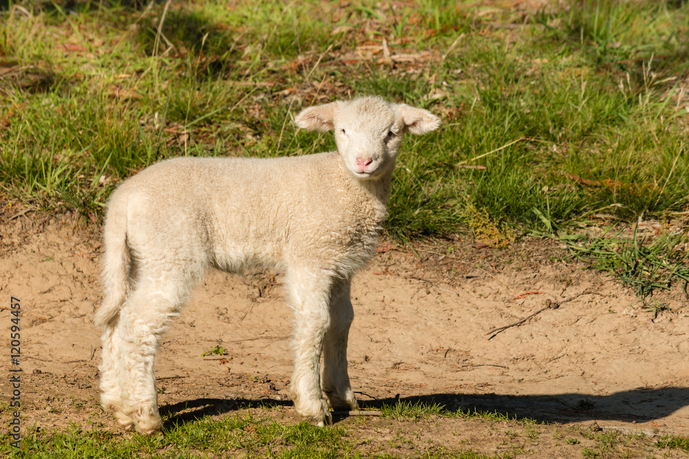 curious little lamb standing on meadow curious little lamb standing on meadow
