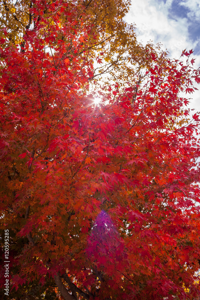 가을의 빨갛고 아름다운 단풍나무