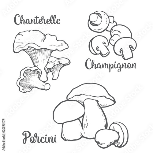 Set of chanterelle, champignon, porcini edible mushrooms sketch style vector illustration isolated on white background. Collection of edible mushrooms - button mushroom, chanterelle and porchini